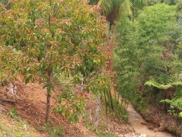 Chácara para Venda em Marechal Floriano - 4